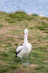 Stork on grass