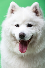 portrait of a siberian husky dog