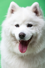 Obraz premium portrait of a siberian husky dog