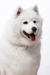 siberian husky dog isolated on white background
