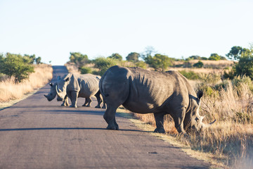 Fototapeta premium A family of rhinos walk along the road, Pilansberg, south Africa.