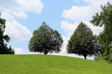The trees on the hilltop with the white clouds in blue sky.