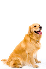 golden retriever on white background