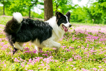 Border collie running in the grass