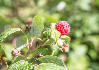 Raspberry tree