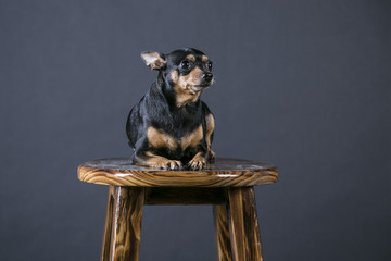 Portrait of a pet dog in the studio