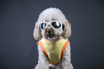 Teddy dog wearing sunglasses takes a portrait portrait in the studio
