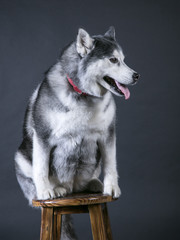 portrait of siberian husky