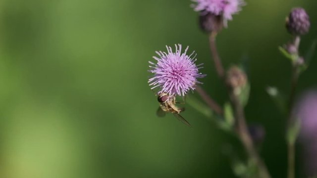 insects pollinating thistle flowers macro slow motion