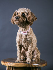 Teddy dog sitting on a stool