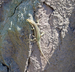 big beautiful lizard