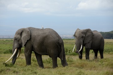 Elephants at Amboseli National Park in Kenya