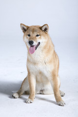 Japanese Akita