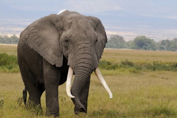 Naklejka na ściany i meble Elephants at Amboseli National Park in Kenya