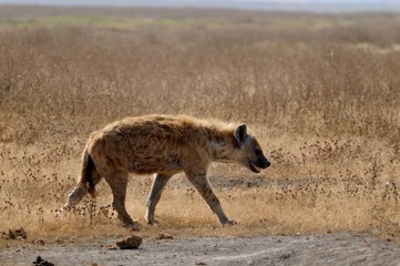 Lone hyena crossing the Ngorongoro Crater plains in Tanzania
