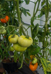 Ripening tomatoes in a home greenhouse in the village