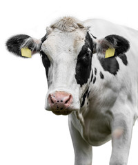cow on white background