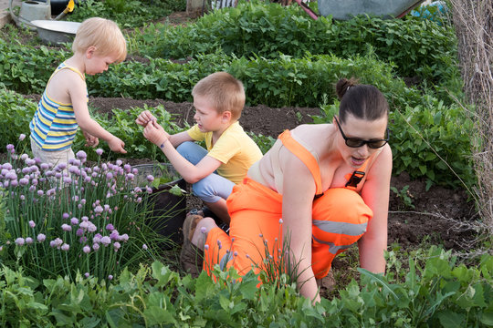 Slender young woman in orange working overalls weed in garden. Children help her mother and participate in work. Poured from yellow watering can. Harvest the grass. Cut the salad bow with scissors.