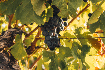 grappe de raisin