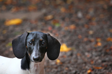 Dachshund Dog autumn Garden