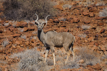 Kudu in desert landscape Namibia