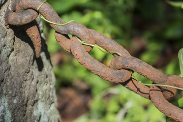 The chain which was rusted