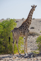 Giraffe in desert landscape Namibia