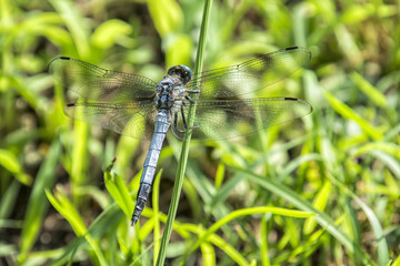 The Dragonfly which perches on grass