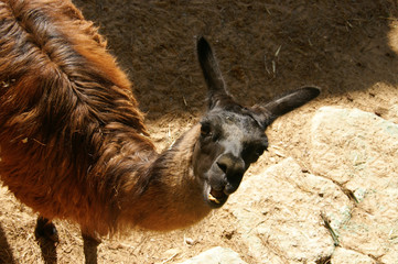 lama animal. a very curious lama © Otar