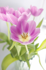 Fototapeta na wymiar Kompozycja z tulipanów