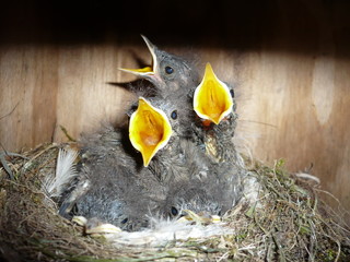 Jungvögel vom Gartenrotschwanz © PeSchne
