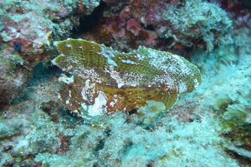 奄美大島 15 ハダカハオコゼ１