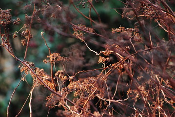 Autumn brown flowers at sunrise or sunset / Closeup of a brown orange autumn fall withered leaves and flowers on branches