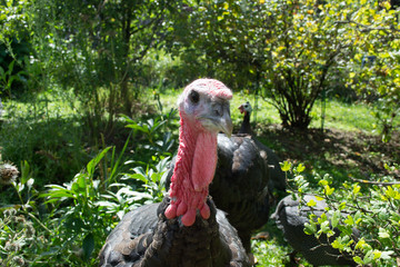 Turkey in the garden