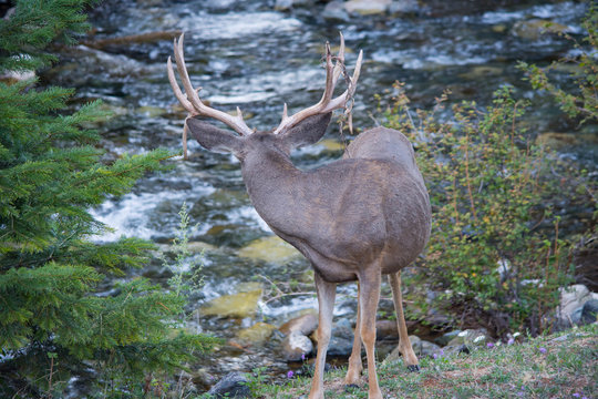 Deer at Wallowa Lake