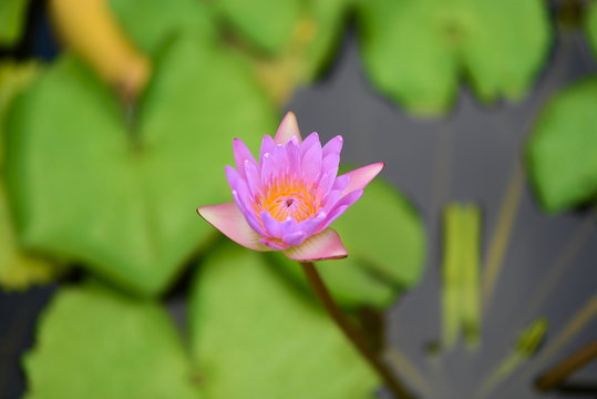 Pink  Lotus flower  in the peaceful pond.