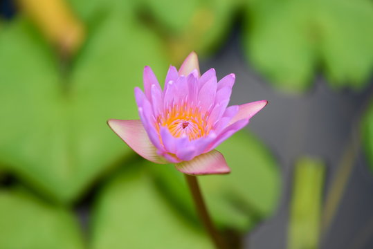 Pink  Lotus flower  in the peaceful pond.