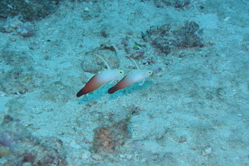 奄美大島 15 ハタタテハゼ