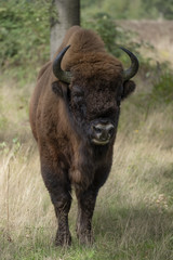 wisent standing in the forest of the natural park, Maashorst