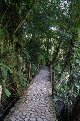 Weg durch den heißen Dschungel