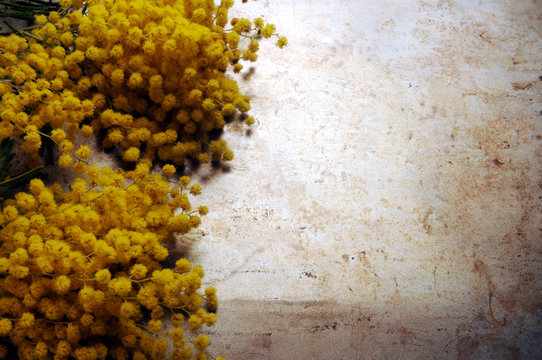 Acacia dealbata Mimosa Silber-Akazie フサアカシア Mimose 银荆 Silver wattle Australska srebrna akacija ساری آکاسی 