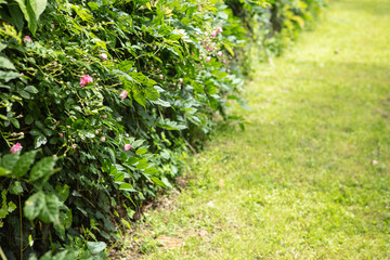 Green Plants Beside Lawn With Copy Space..