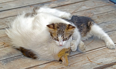 cat with kitten