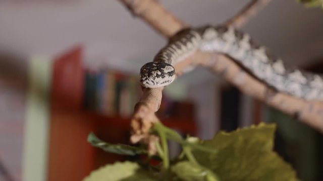 Snake crawls along the branch at home. Reptiles in role of domestic pets concept