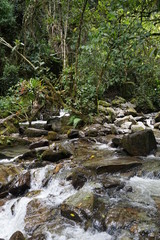 Obraz premium Fluss im Nebelwald