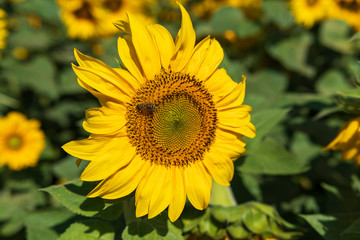 Fototapeta premium Sonnenblumenfeld