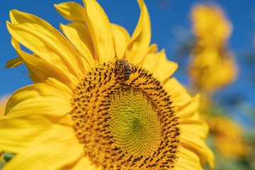 Naklejka premium Sonnenblume mit Biene auf der Blüte
