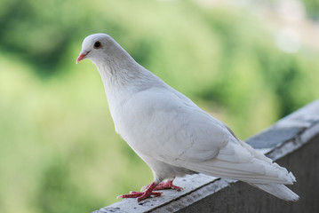 Proud white pigeon on a balcony over blurred green street background