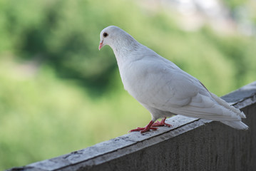 Proud white pigeon on a balcony over blurred green street background