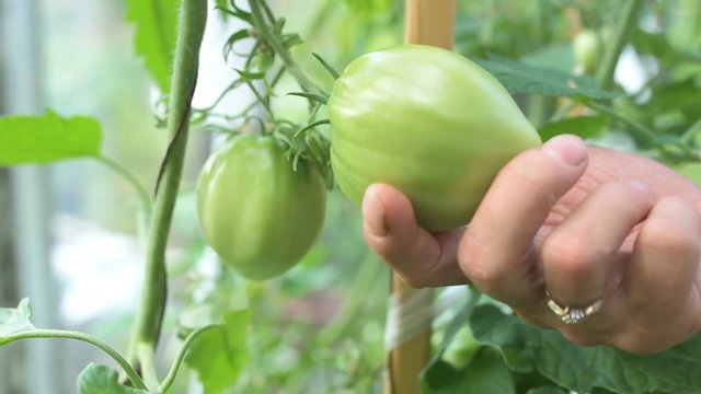 Green immature ecological natural tomato hanging on the branch in greenhouse. Woman checking shape of vegetable.
